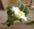 Цветок Delosperma tradescantioides