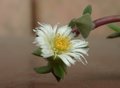 Цветок Delosperma tradescantioides