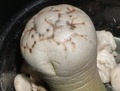 Мутация Lithops werneri: одиночный лист (уменьшенная копия)