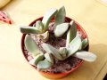 Pleiospilos simulans, который на самом деле compactus