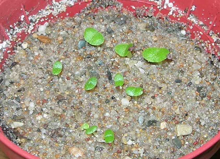 Seedlings 12