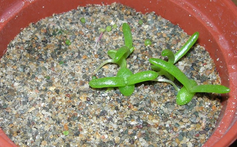 Seedlings 5