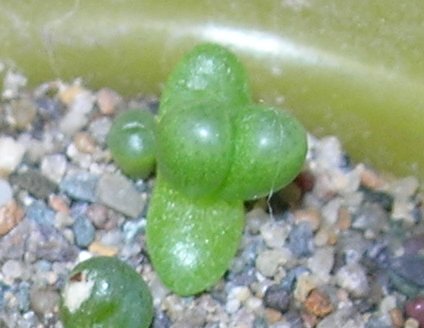 Seedlings Fenestraria