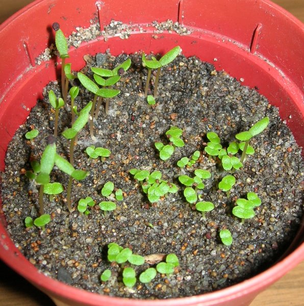 Seedlings Aptenia, Del. napiforme