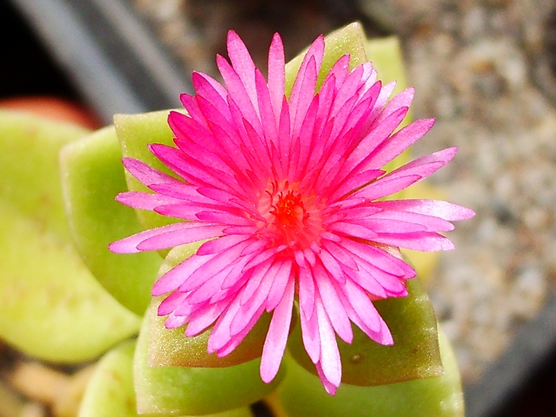 Aptenia flower