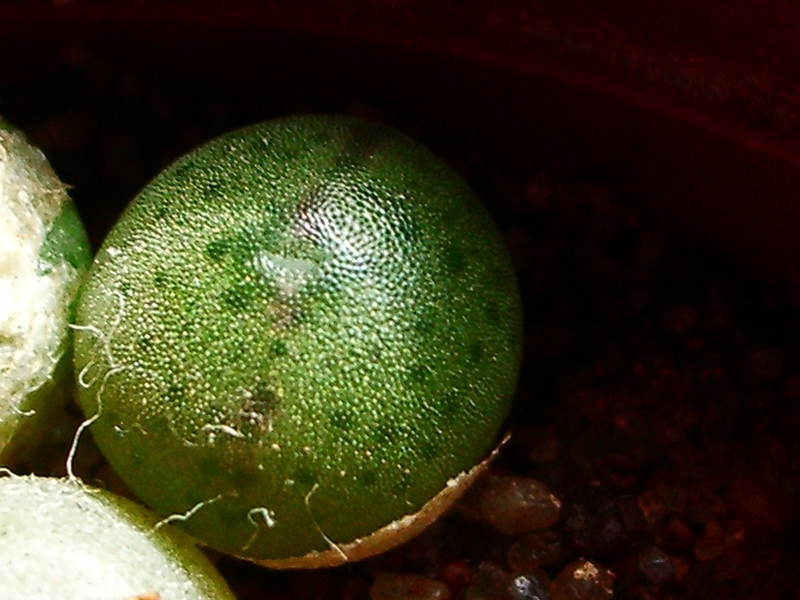 Conophytum christeansenianum seedling