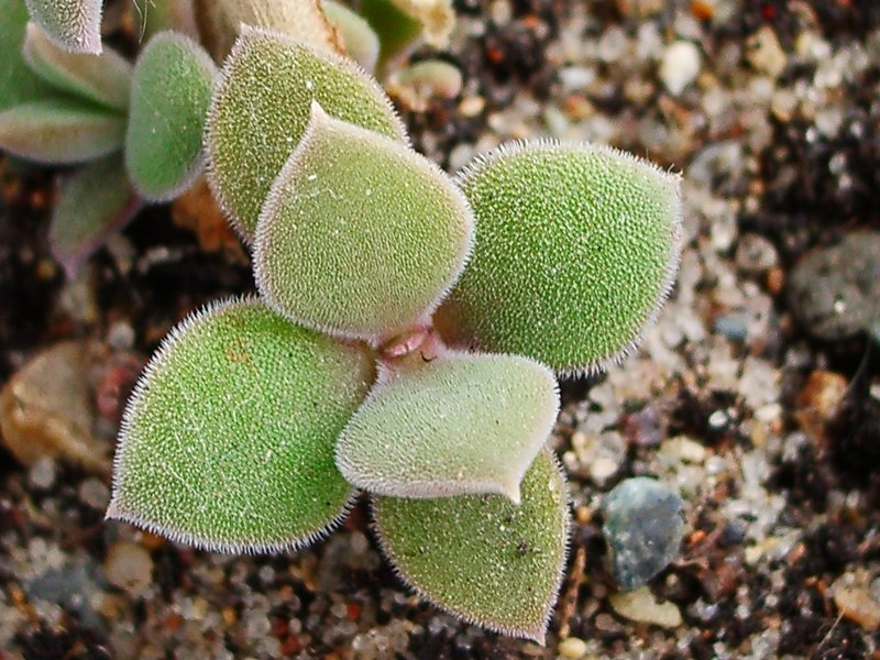 Delosperma tradescantioides leafs