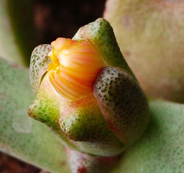 Pleiospilos compactus flower bud