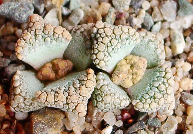 Titanopsis calcarea seedlings