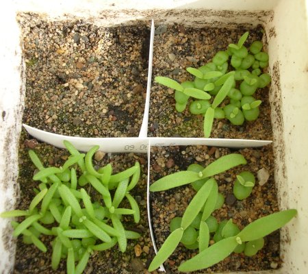 Три вида сеянцев делосперм в возрасте одного месяца