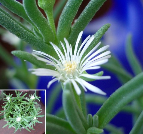 Цветок Delosperma steytlerae (45Кб)