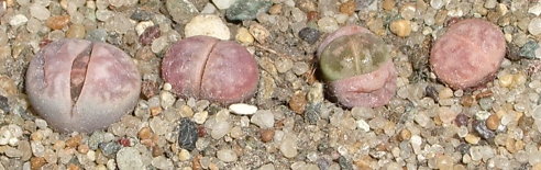 Четыре сеянца литопсов, один из которых полинял и отличается по цвету от остальных (31Кб)