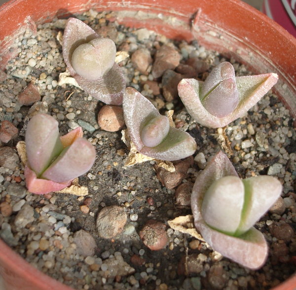 Молодые растения Glottiphyllum oligocarpum (99Кб)