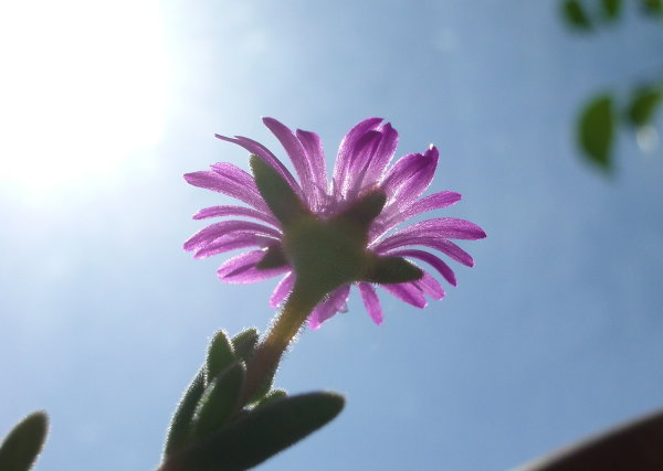 Цветок делоспермы в лучах солнца на фоне неба (27Кб)