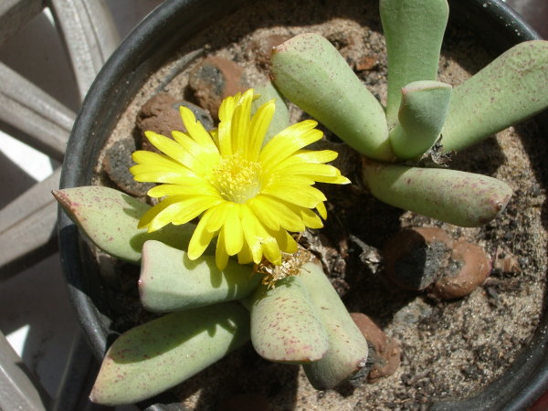 Цветущая швантезия Пилланса (Schwantesia aff. pillansii). 67Кб