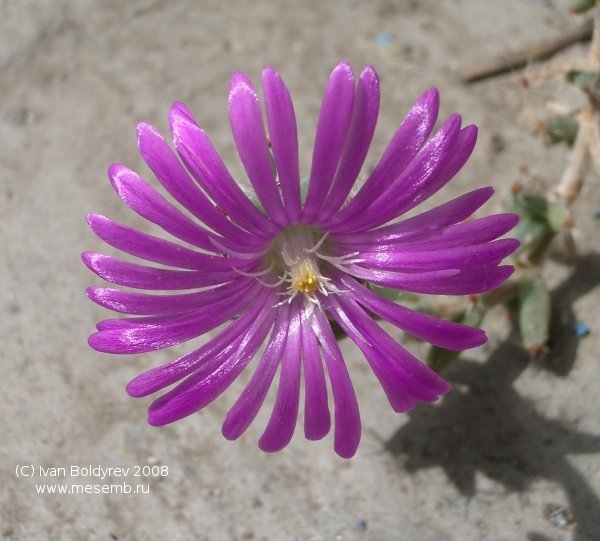 Цветок Trichodiadema barbatum (54Кб)