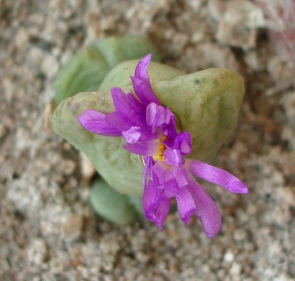 Распускающийся цветок Conopytum taylorianum ssp. ernianum (49Кб).