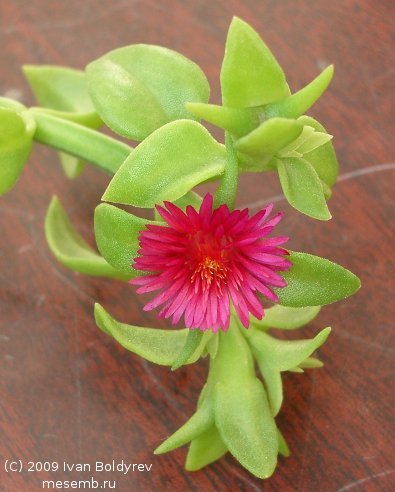 Цветок и бутоны Aptenia cordifolia (44Кб)