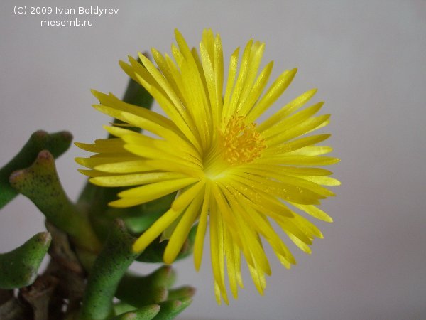 Цветок Rhombophyllum dolabriforme (40Кб)