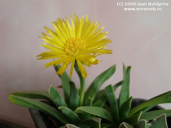 Цветок бергерантуса (34Кб)