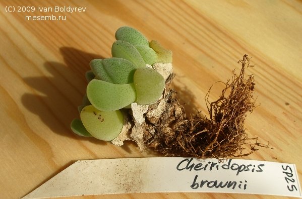 Cheiridopsis brownii (51Кб)