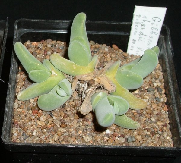 Gibbaeum pubescens ssp shandii