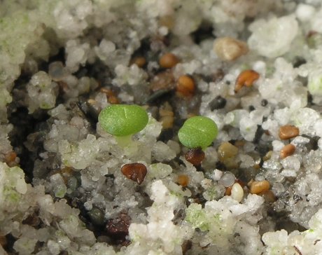 Seedling Lithops bella 1