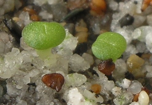 Seedling Lithops bella 2 zoom