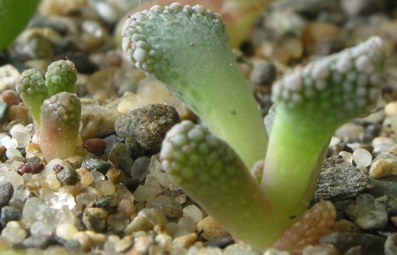 Titanopsis young-zoom 2