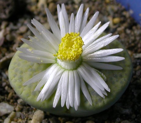 Lithops-fulviceps-cv-Aurea-flower-zoom