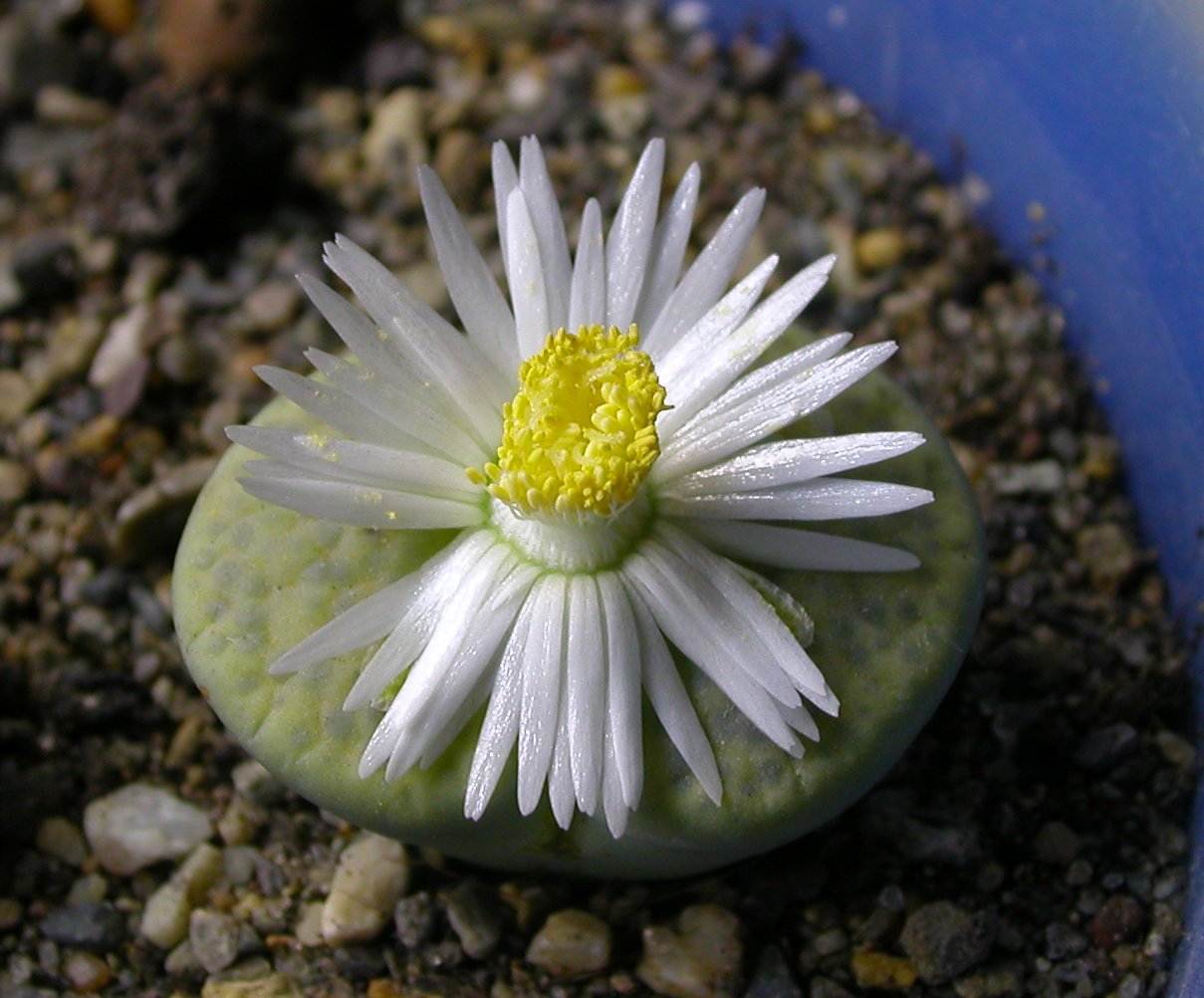 Lithops-fulviceps-cv-Aurea-flower
