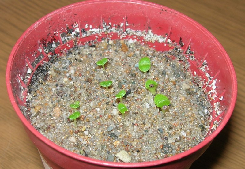 Seedlings 13