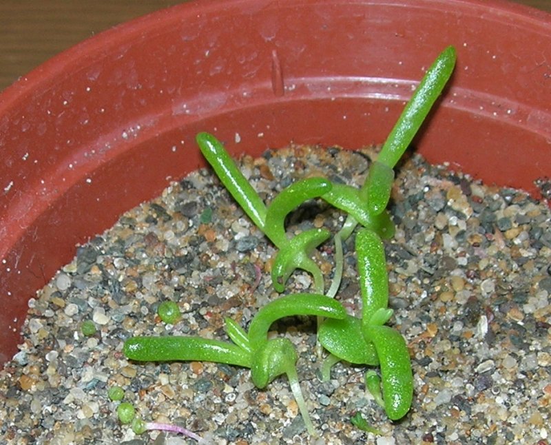 Seedlings 6