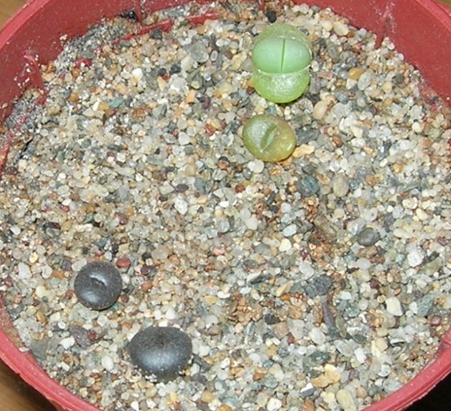Seedlings 9