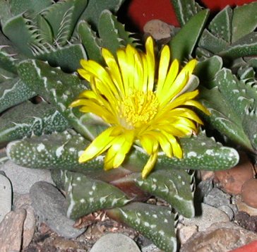 Faucaria tuberculosa 2 Flower