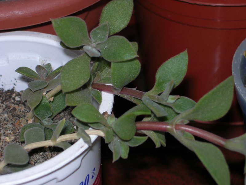 Delosperma tradescantioides cuttings
