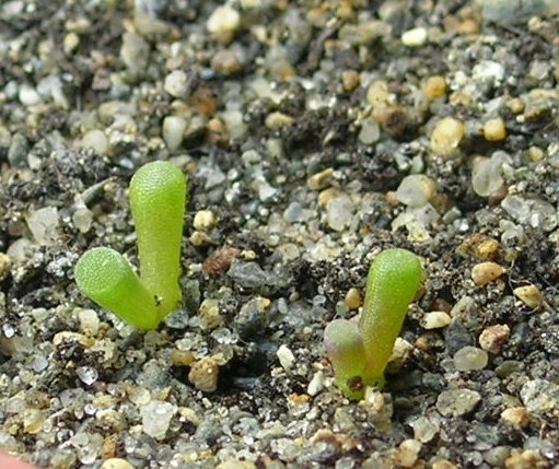 Seedling Frithia humilis 3
