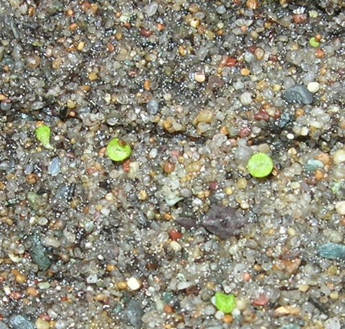 Seedlings Conophytums 1