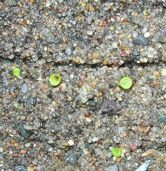 Seedlings Conophytums 2