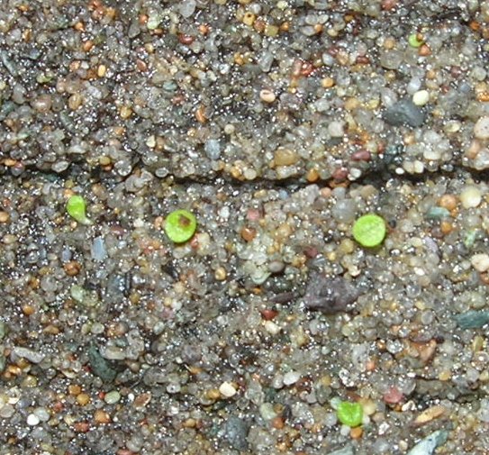 Seedlings Conophytums 3