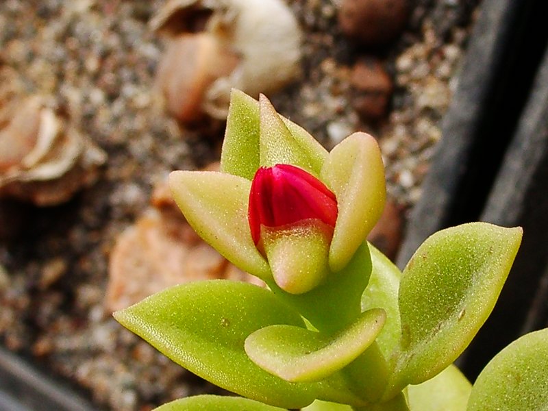 Aptenia flower bud