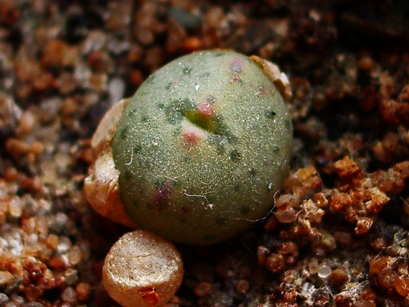 Conophytum cf. ernianum seedling