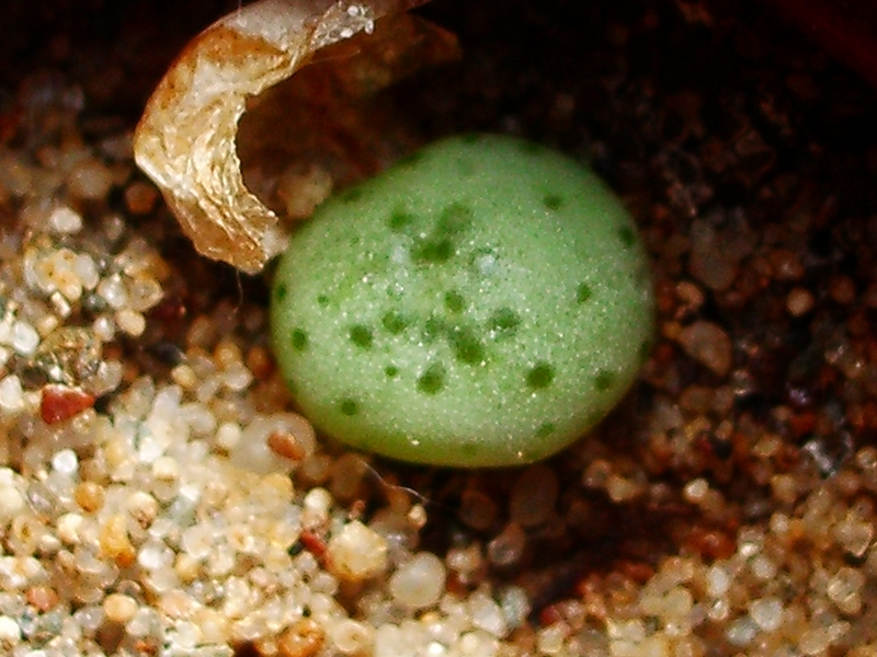 Conophytum speciosum seedling