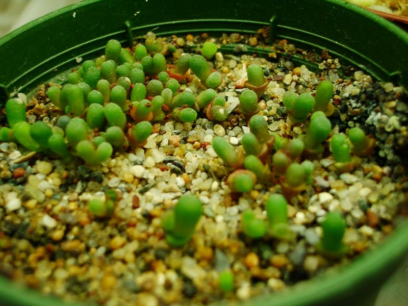 Frithia seedlings