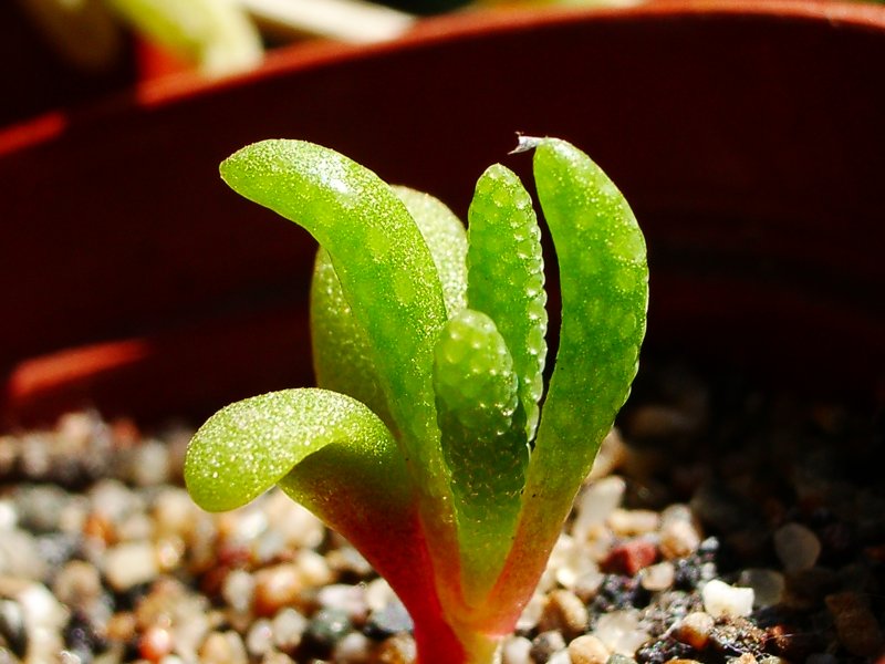 Phyllobolus resurgens seedling