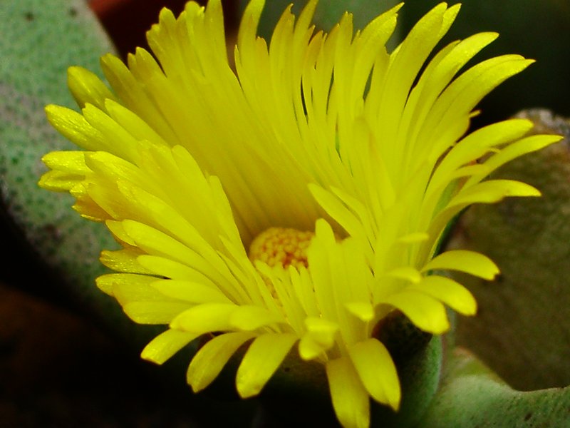 Pleiospilos compactus flower