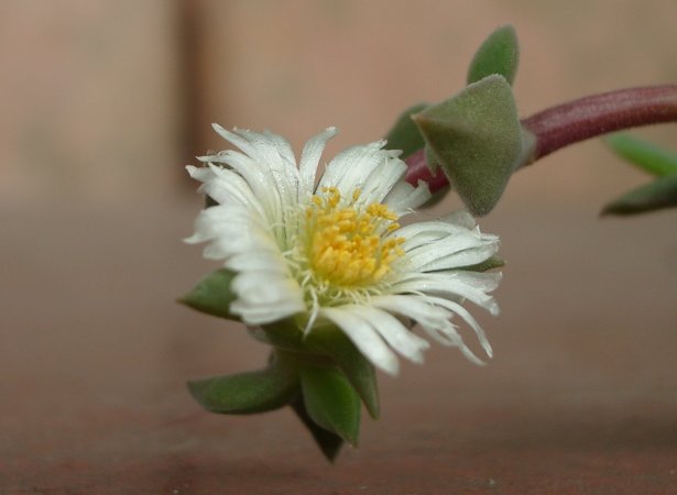 Delosperma tradescantioides flower