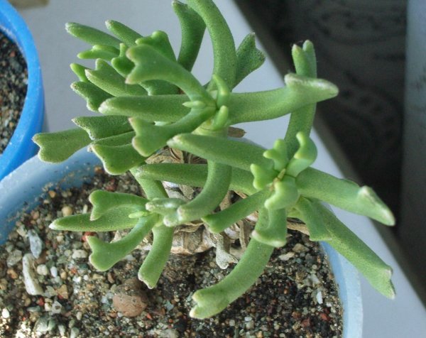Rhombophyllum dolabriforme