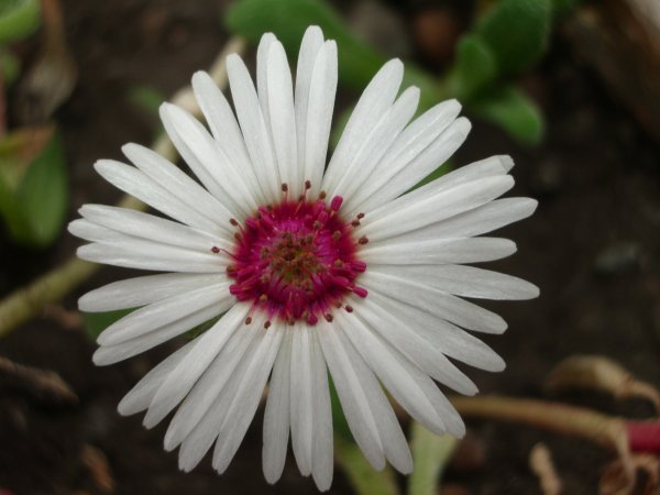 Dorotheanthus white