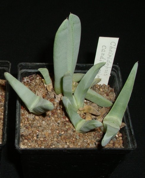 Cheiridopsis candidissima